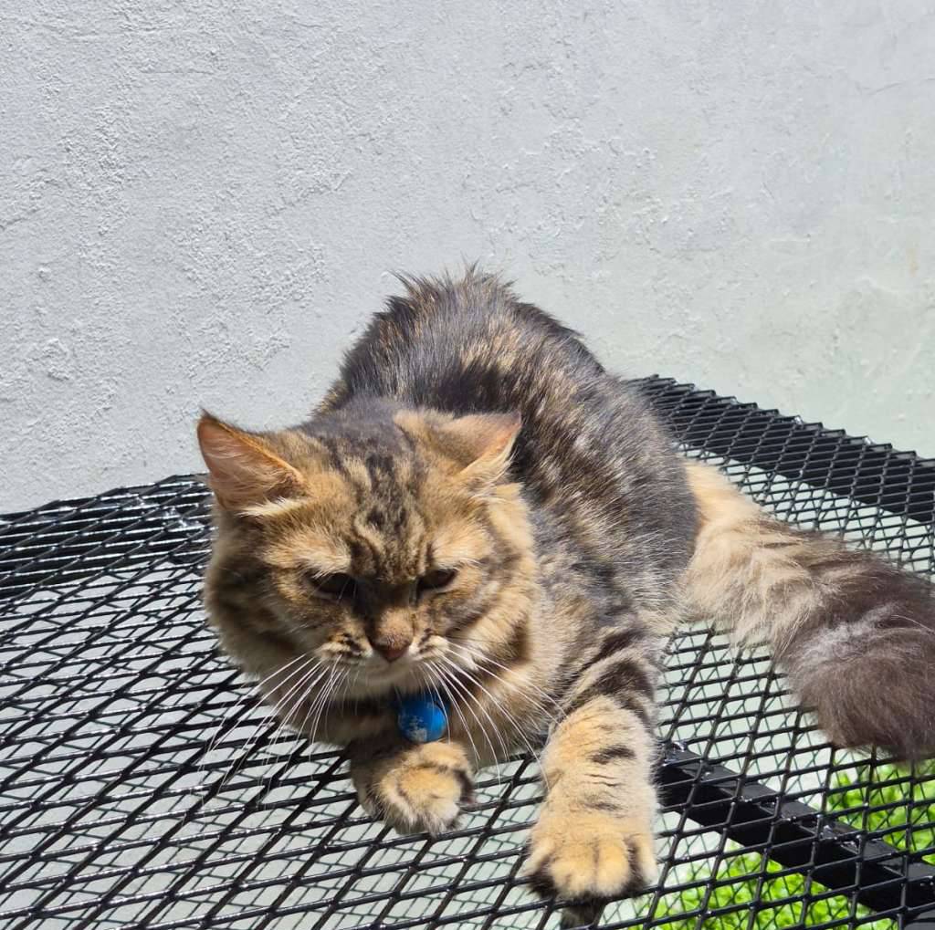 kucing-mix-persia--mainecoon-6-bulan-9GKZ7E1XI9