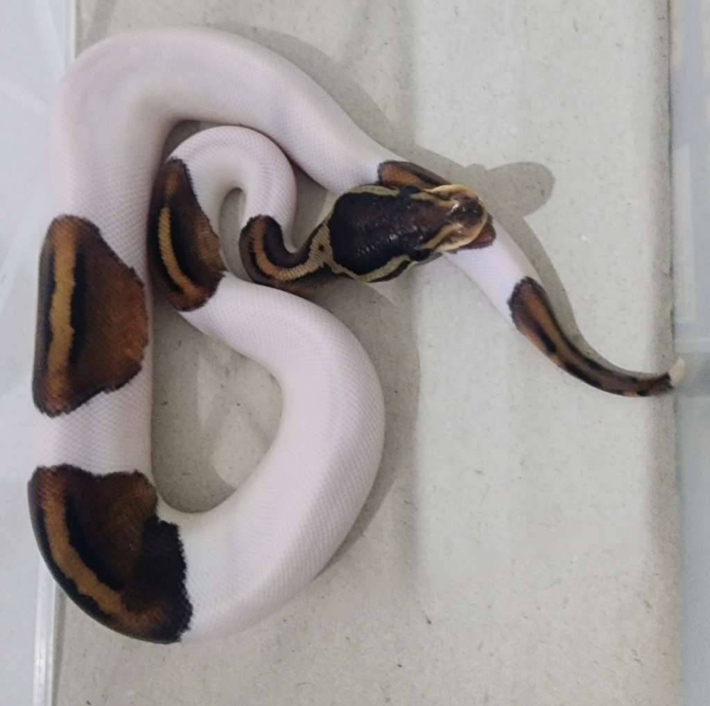 blackpastel-pied-male-W1SNFBPT5J