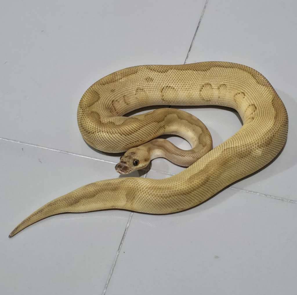 male-butter-leopard-clown-HTMTMLNF5S