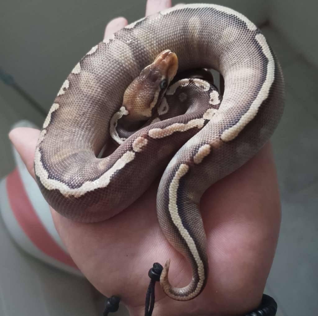 ghi-mojave-pastel-het-pied-4OXTZZ7Q6A