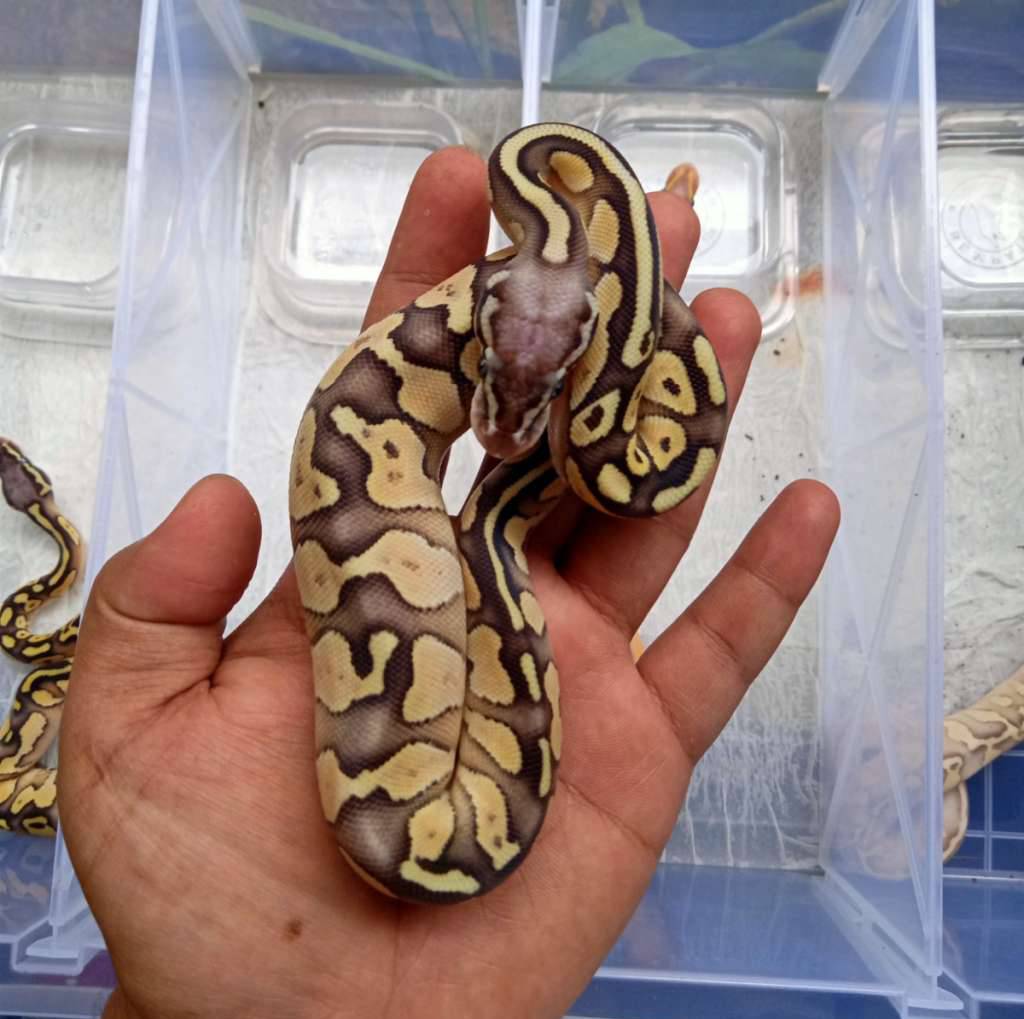 lesser-pastel-89W1W5UN16