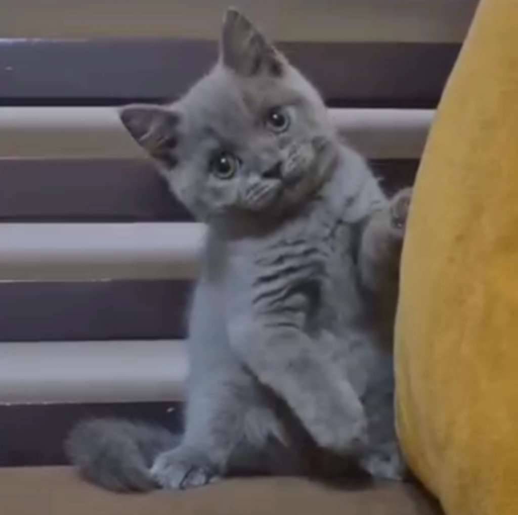 kucing-kitten-british-shorthair-super-gemoy-2UTLAA0EQF