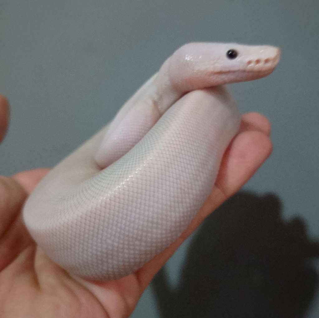 white-wedding-si-bodas-5WJ9U0RV7H