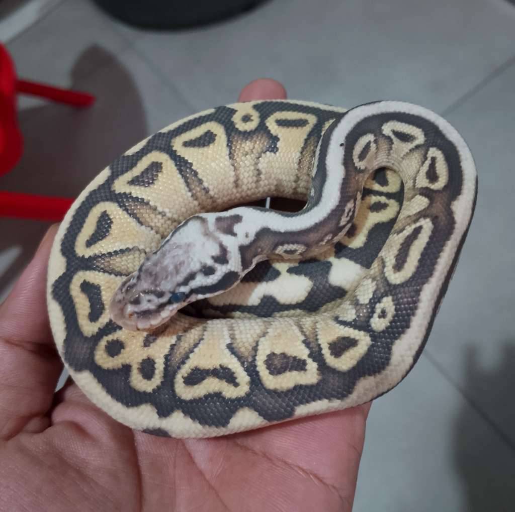 pastel-lesser-spotnose-het-clown-CDCSTMMRZ7