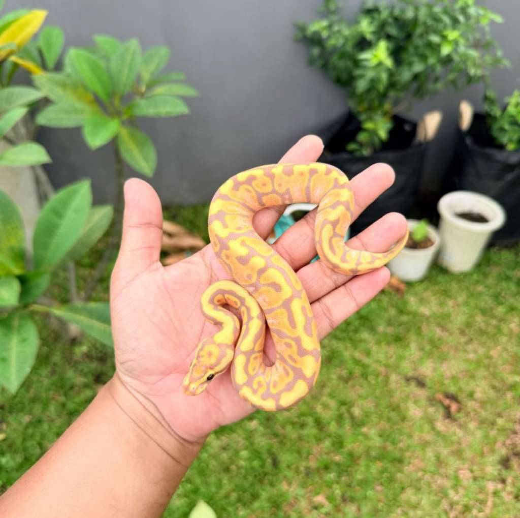 f-banana-poss-special-het-clown-B45Q9PHN2A