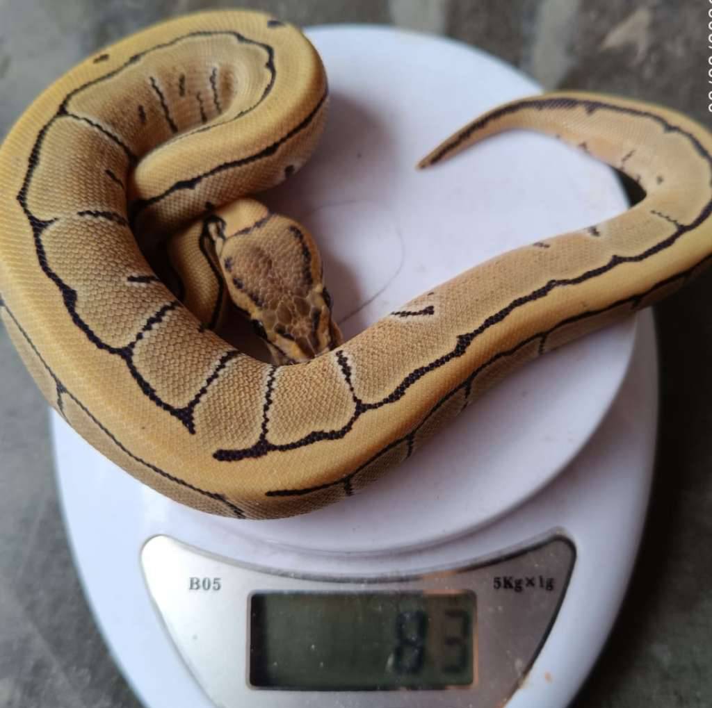 pinstripe-desert-ghost-f-QU3Q70S6VB