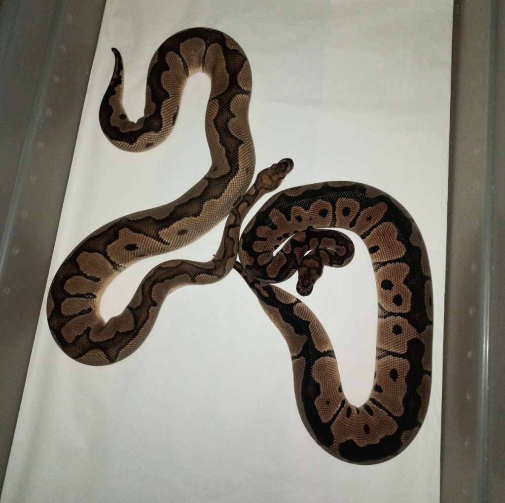 sepasang-clown-30LIYDAV63