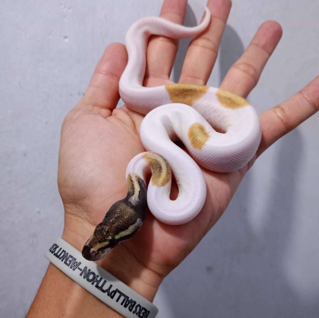 mojave-pied-JV6Q6VPPKX