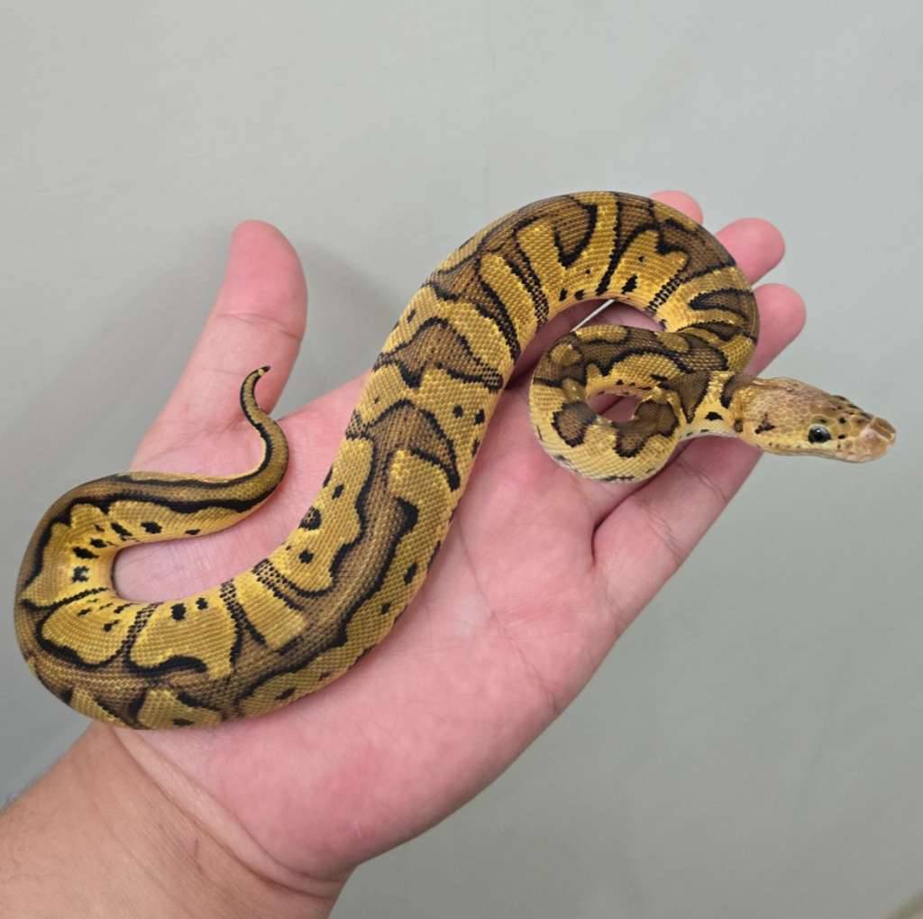 pastel-clown-U8CAQ9YFU7