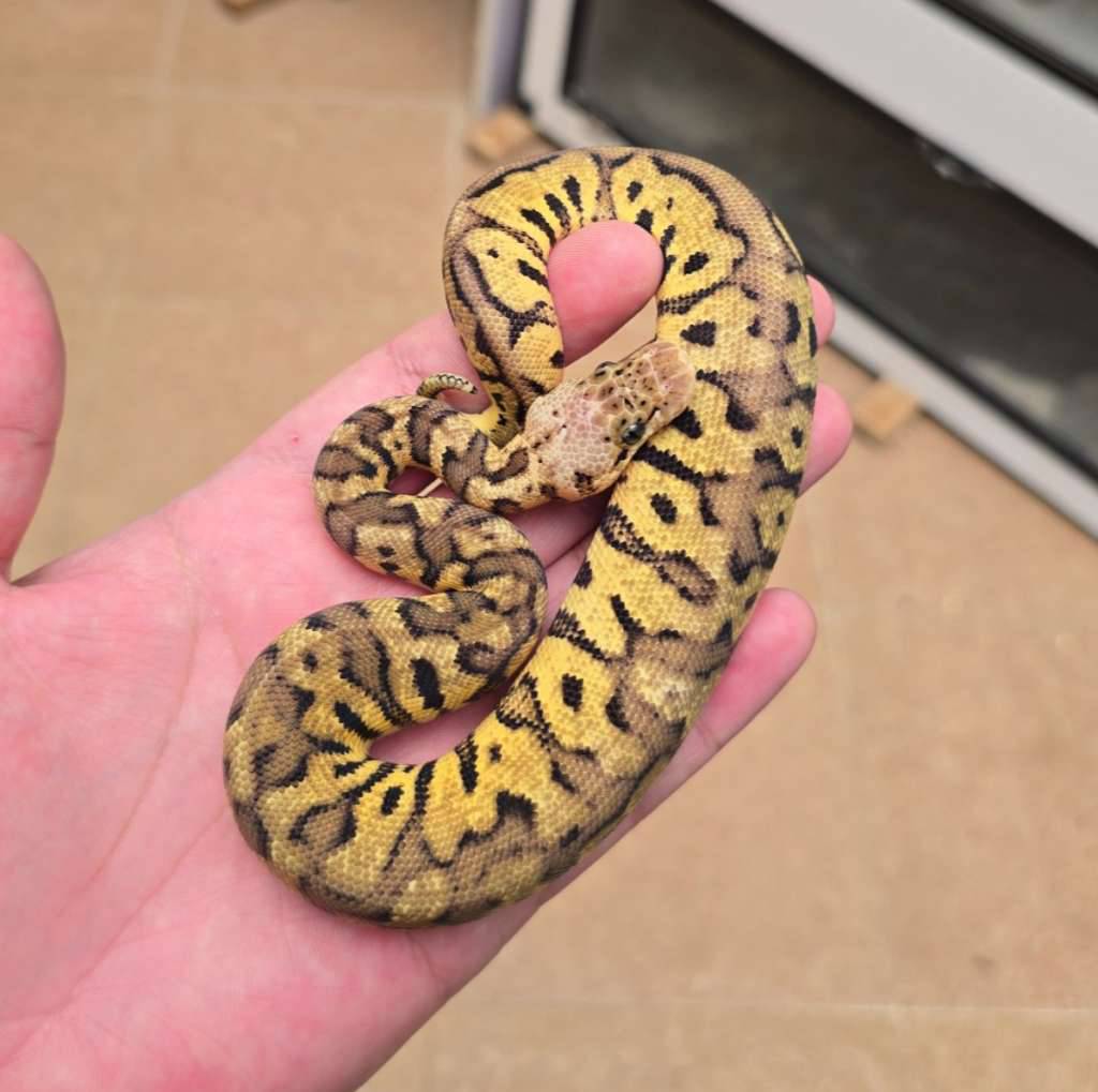 spotnose-pastel-clown-YCYOJEVFNK