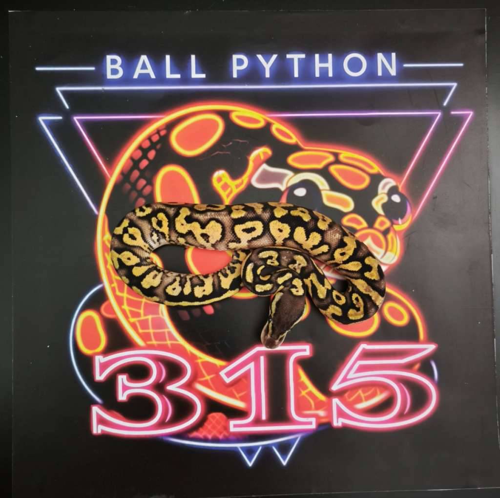 ball-python-pastel-yellow-belly-poss-het-dg-ION9WG4BX1