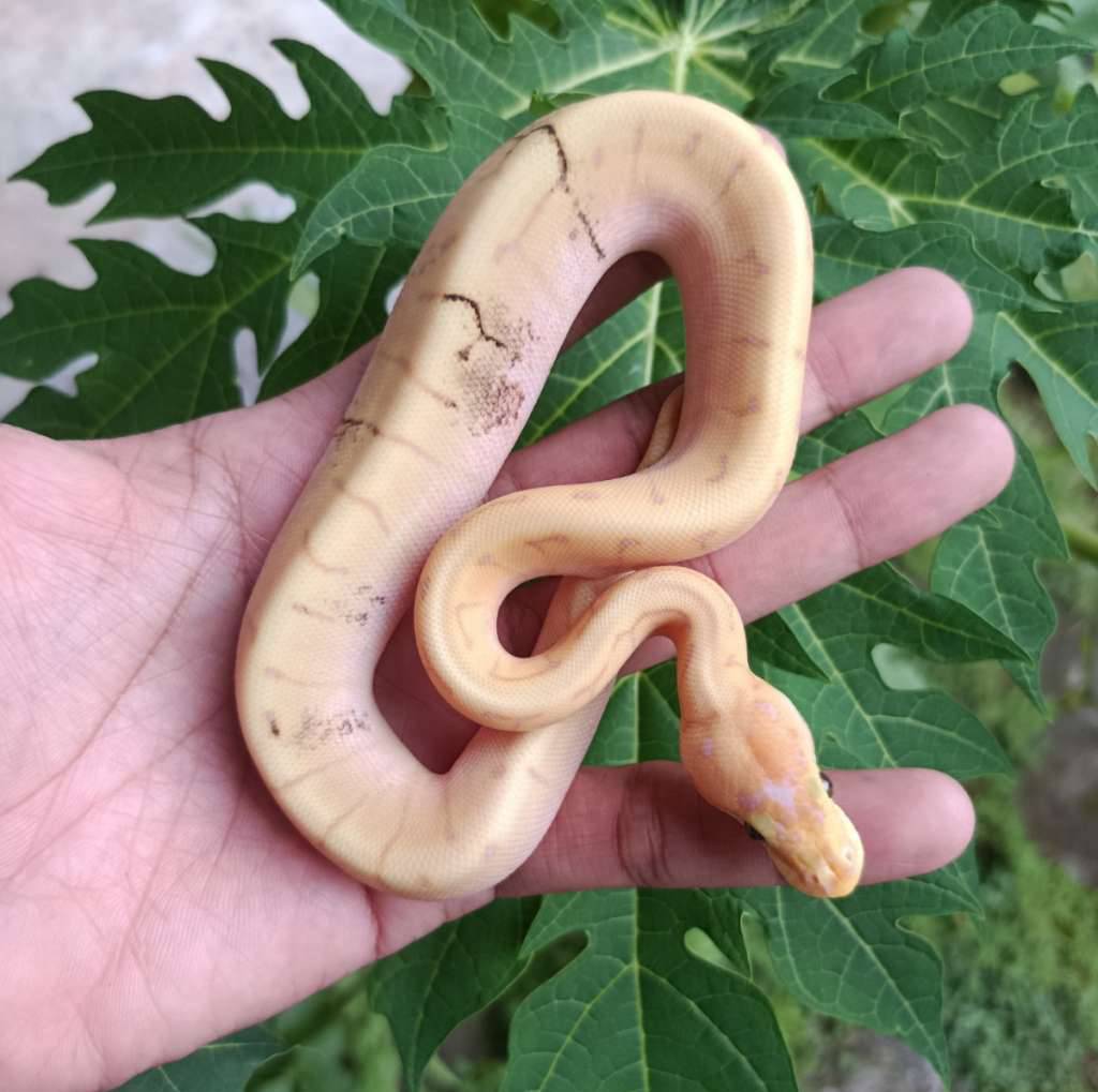 banana-spiner-paradox-TXPFU486MR