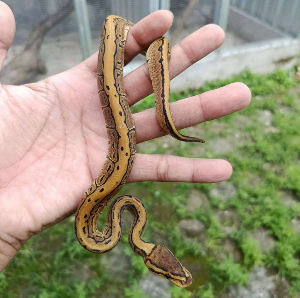 pinstrip-betina-WB6M21IBMV