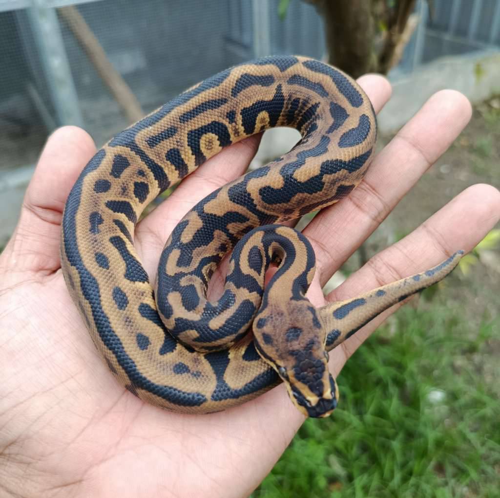 leopard-spotnose-25WYOF4R9C