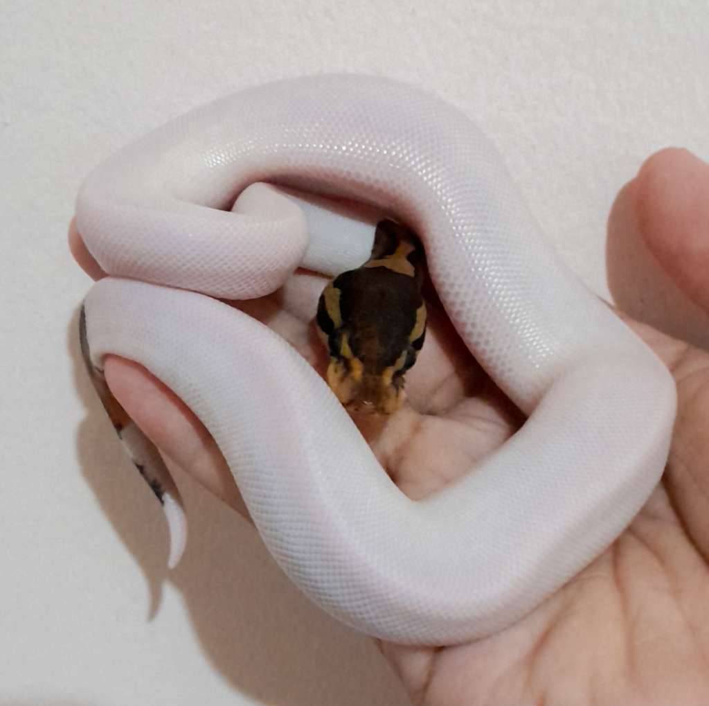 black-pastel-piebald-8BODJFWEDZ
