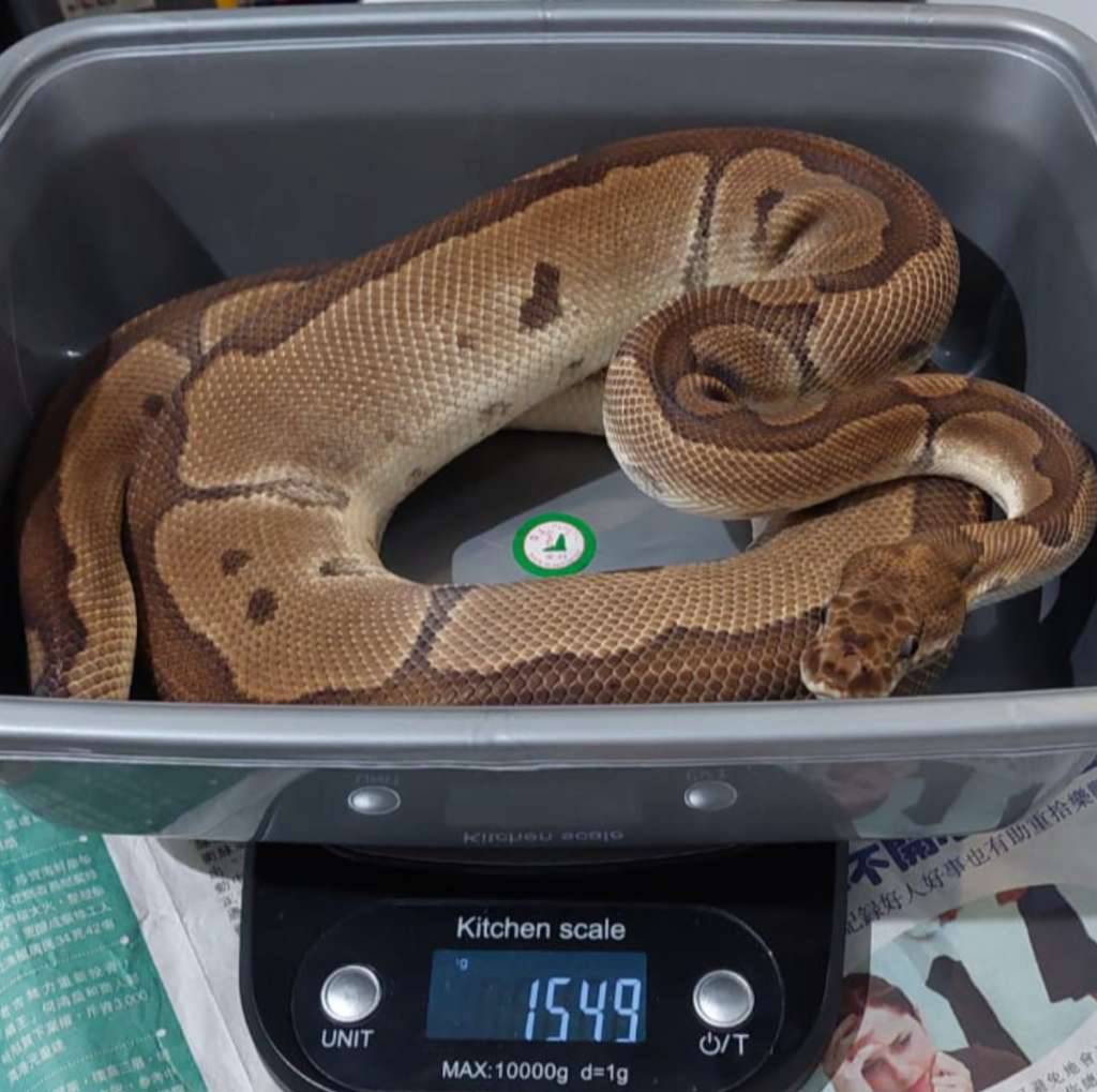 proven-f-blade-clown-LATI4Z2P5G