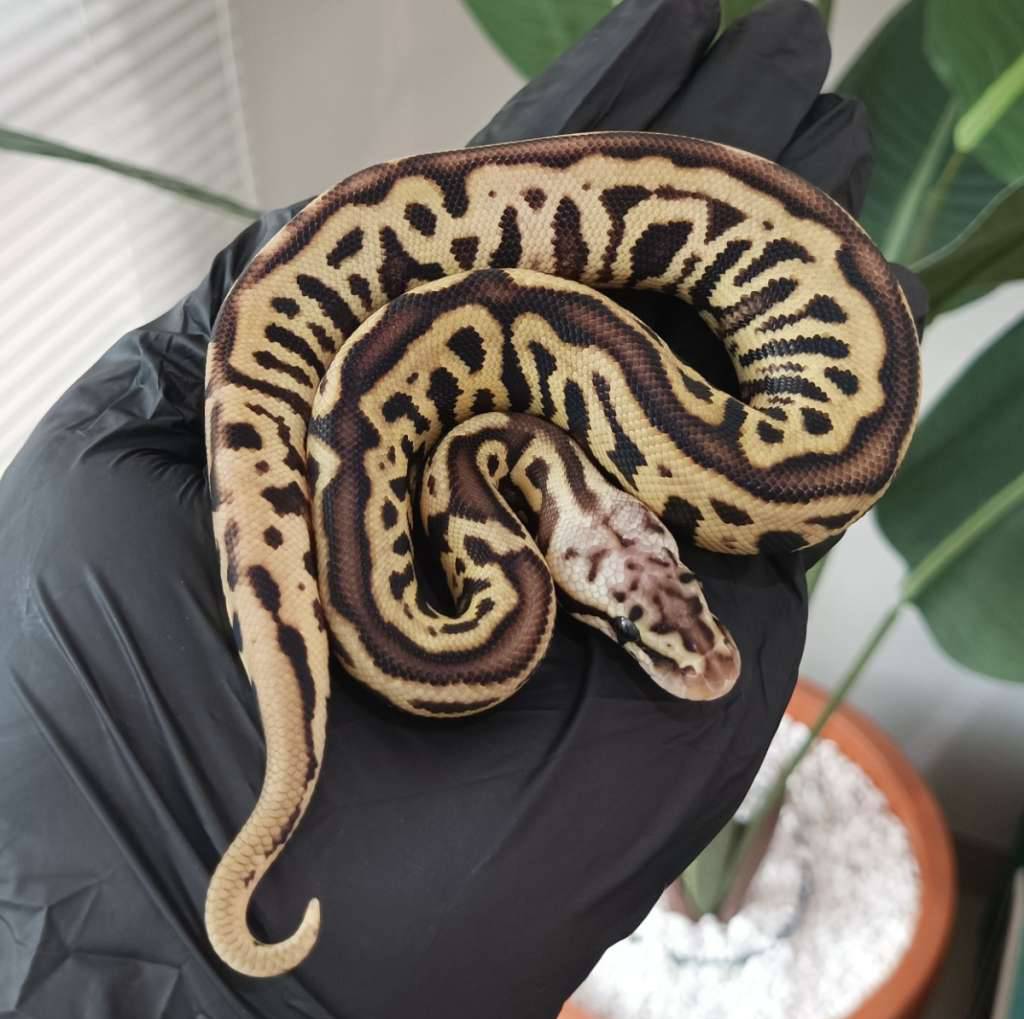 m--pastel-spotnose-leopard-het-clown-5VM01TQO43