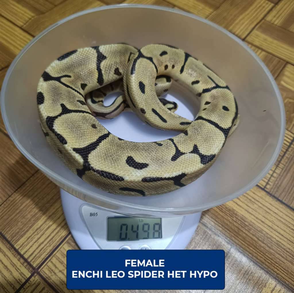 female-enchi-leo-spider-het-hypo-IGN92WS842