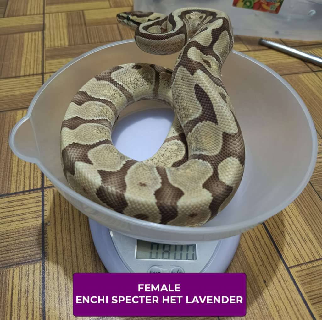 female-enchi-specter-het-lavender-9ZT6YYUVL2