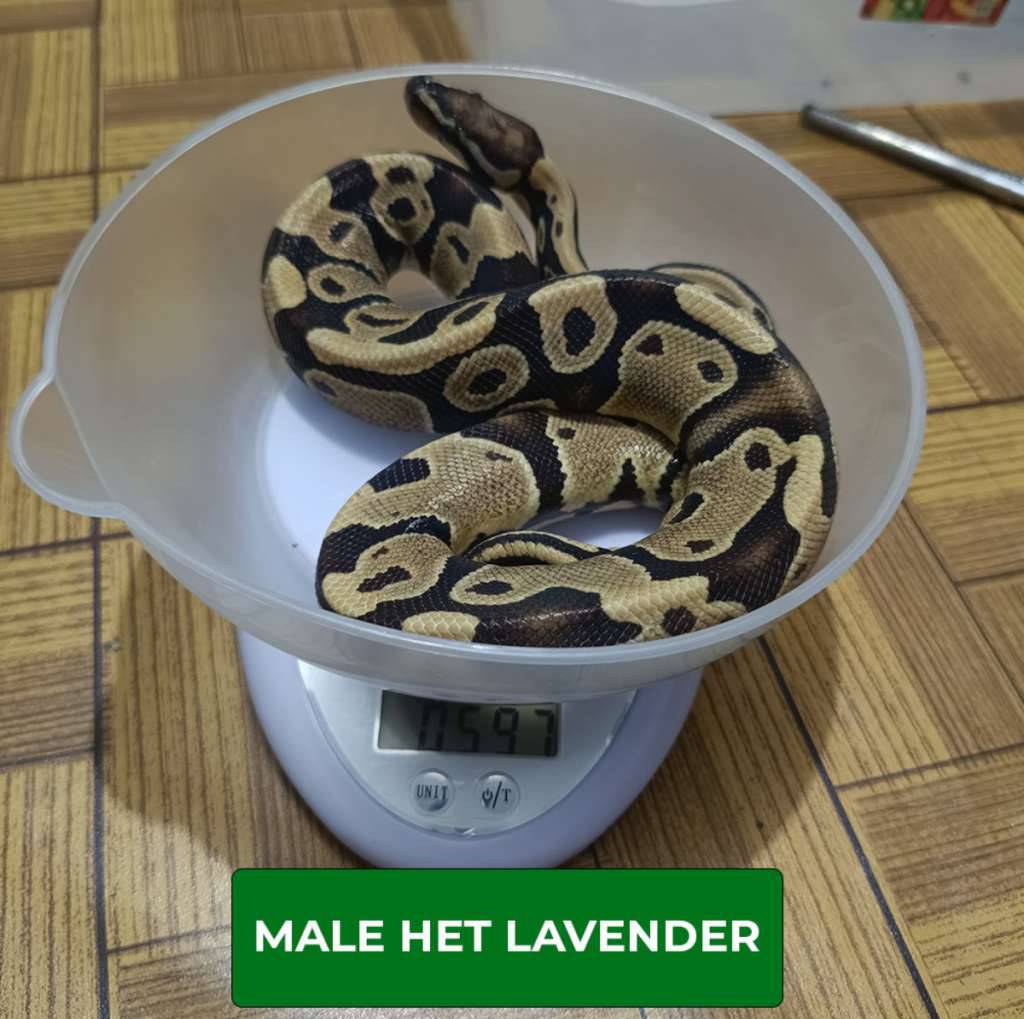 male-het-lavender-H2XVJMX4P9