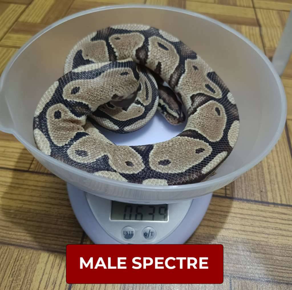 male-spectre-938HF7I82M