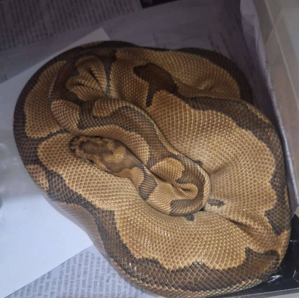 ball-python-clown-female-proven-6H9HZVCGR2