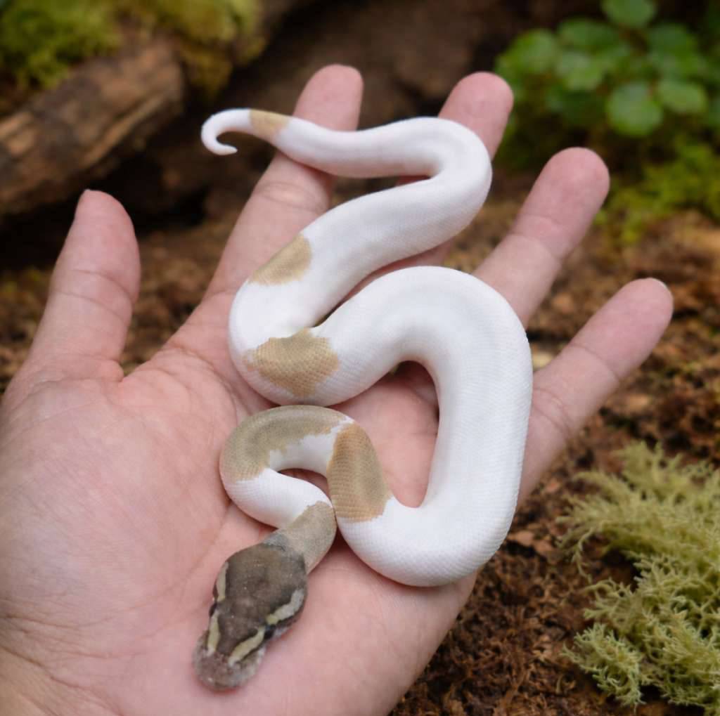 ballpython-mojave-blackpastel-pied-KCVWWMKV73
