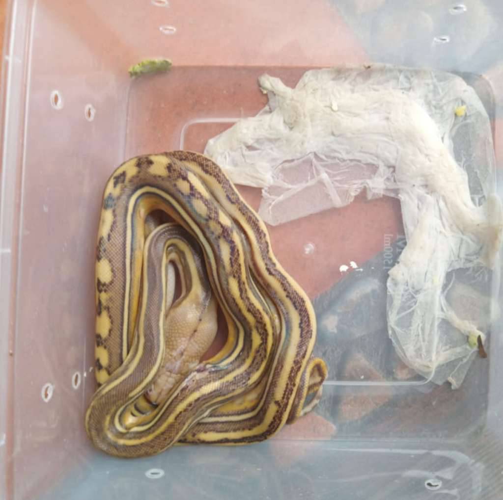 retic-phantom-tiger-het-albino-tipe-3-H28LDSD3ZS