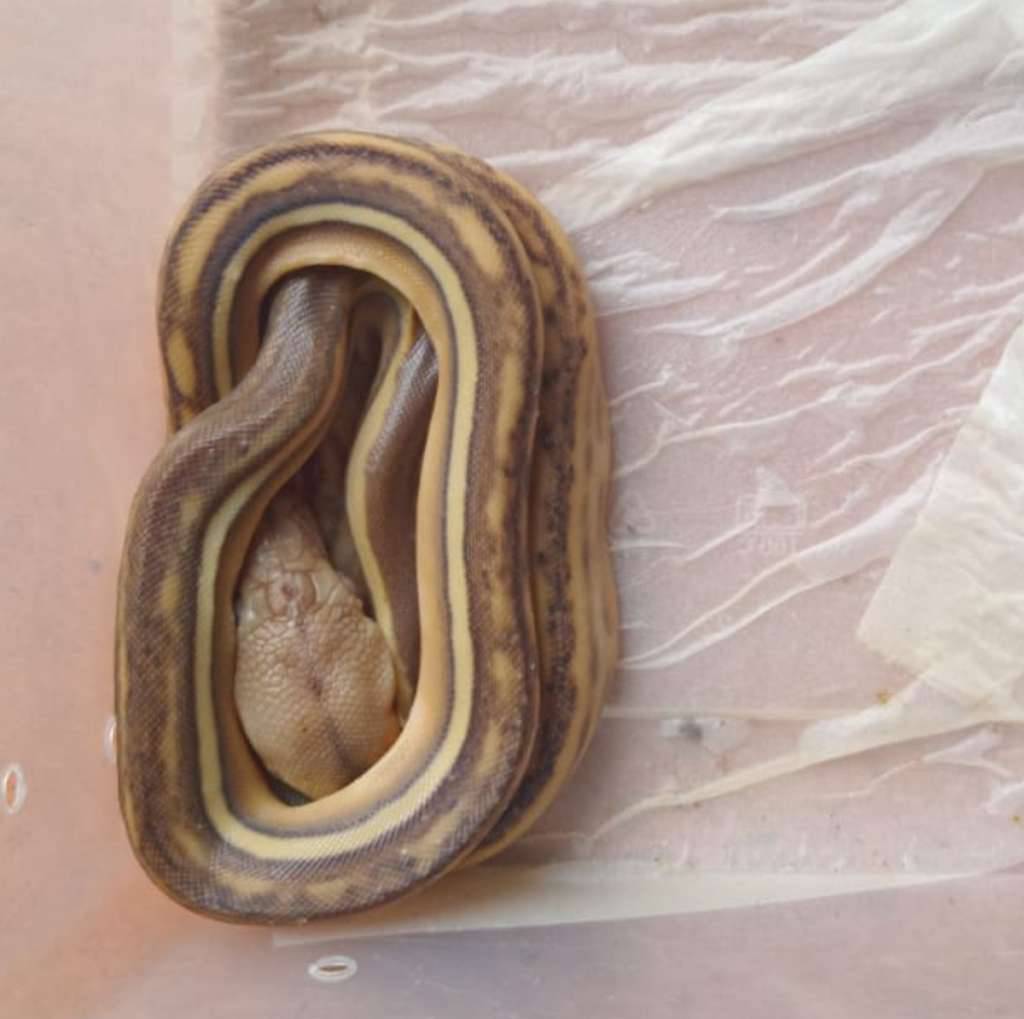retic-phantom-tiger-het-albino-tipe-3-CZ17O34O9O