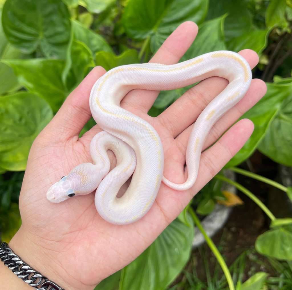 f-highway-champagne-1IK5KEQMN2