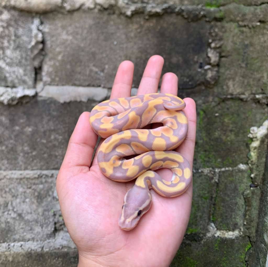 banana-pastel-LH33SLLLUD