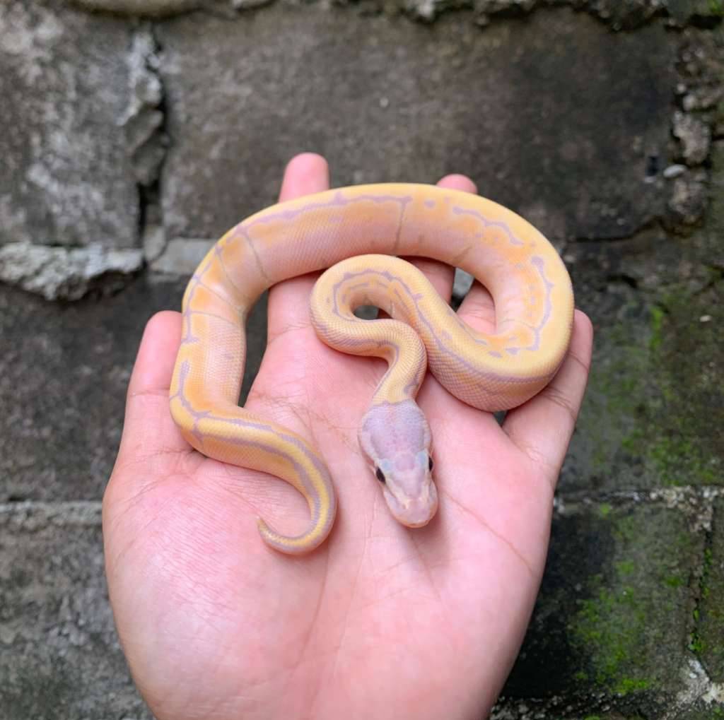 banana-pastel-pinstripe-a-1AL9K8URO6