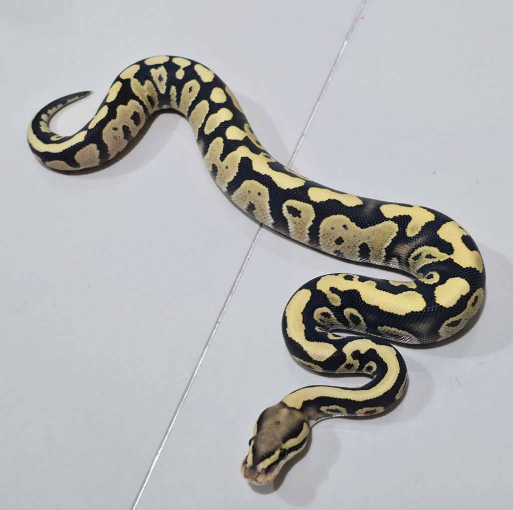 male-fire-dessert-ghost-het-clown-0PEPTNJ3EA