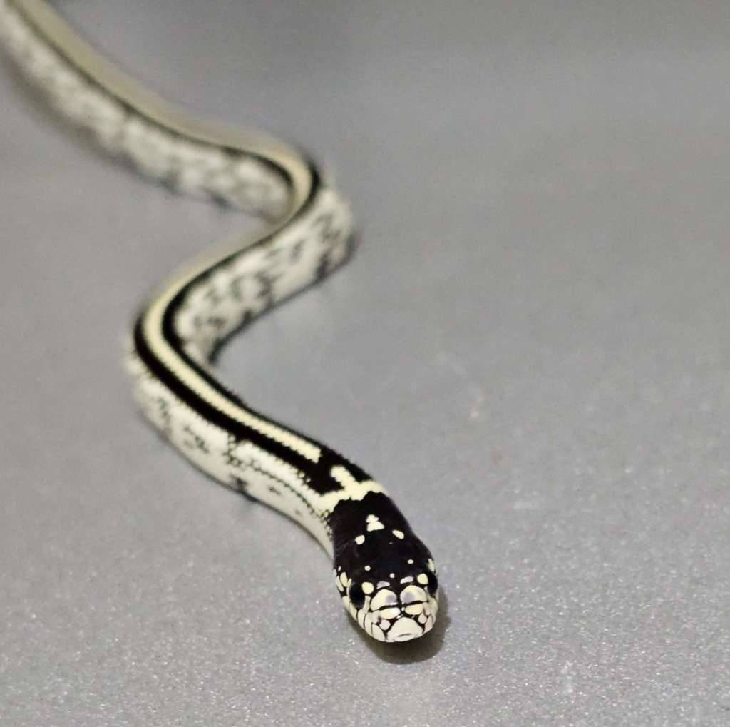 ks-california-stripe-het-albino-YPHZB88YJK
