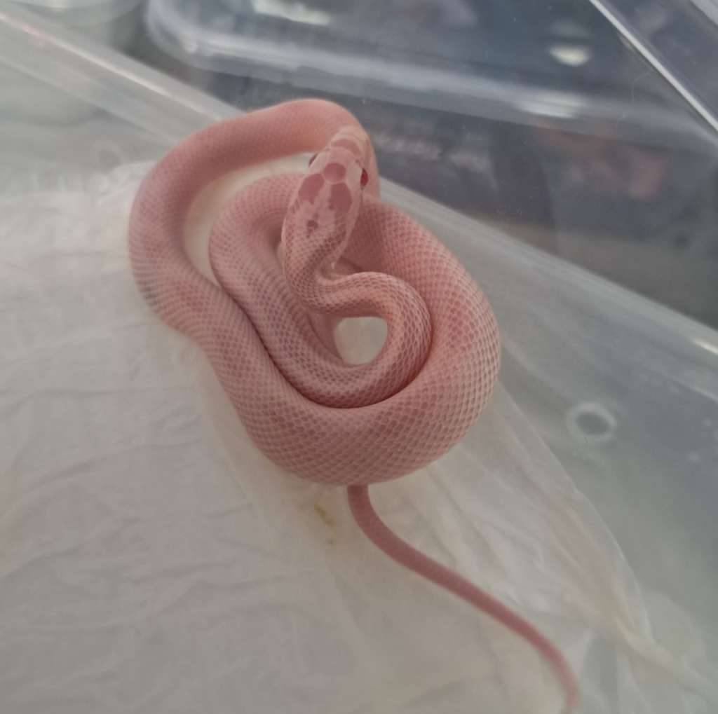 snow-sunspot-Y5BE1URSZX