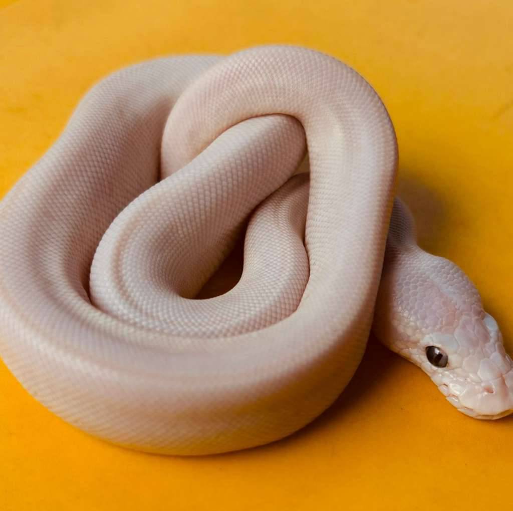 ballpython-lucy-nuclear-x-mojo-ghi-WF6BF7ENCL