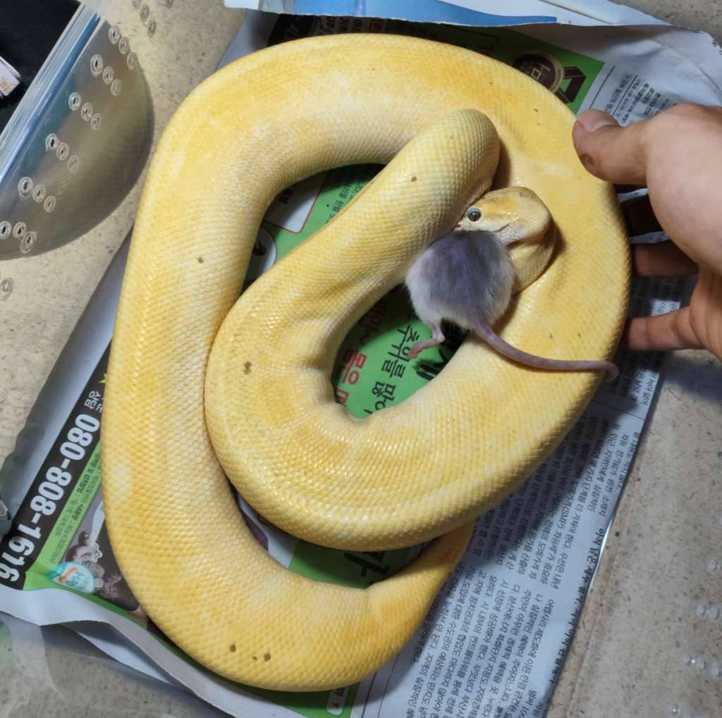banana-super-enchi-pinstripe-KQURKA8RDK