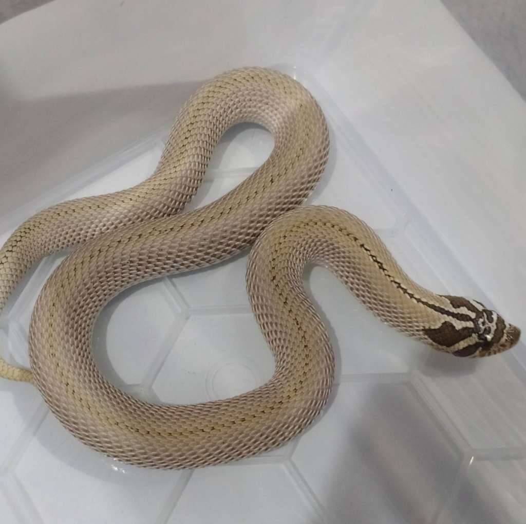 hognose-arctic-superconda-CRRTGV6QWF