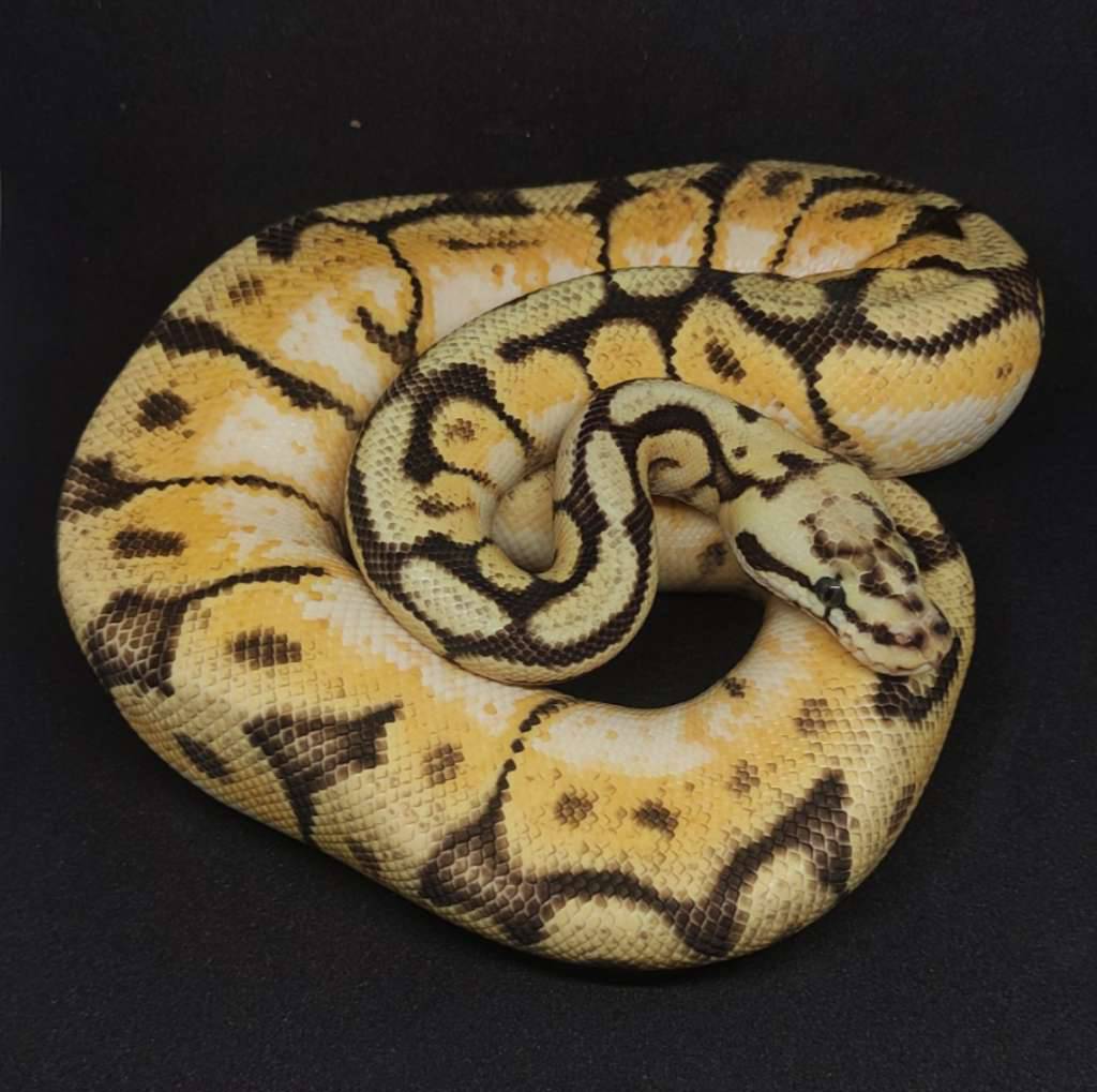 bumblebelly--O74S44IIHO