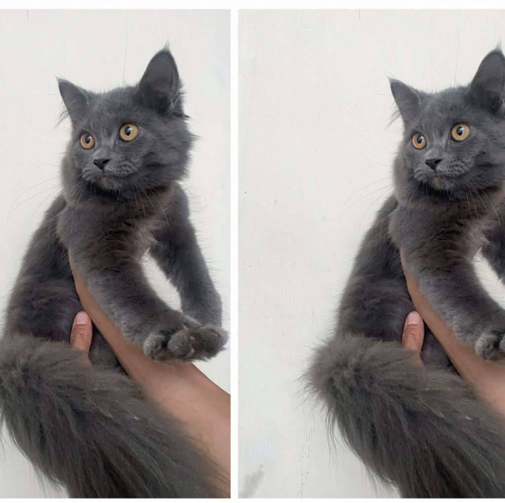 kucing-kitten-mix-british-longhair-FY9AG14GTG