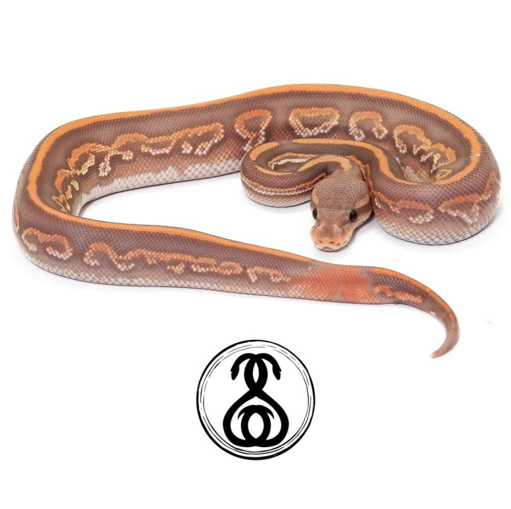 10-blackpastel-hypo-ultramel-1CGPH0W40R