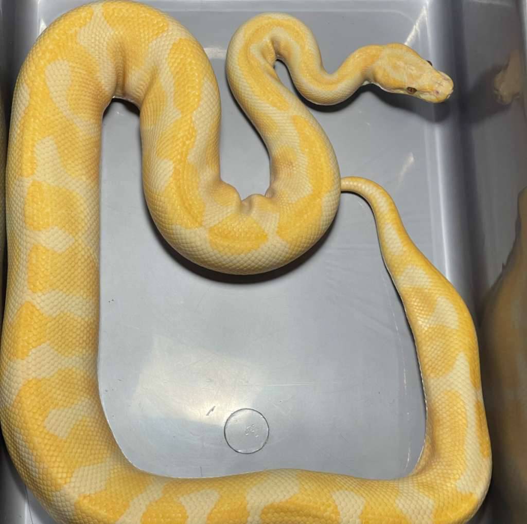 proven-enchi-lavender-het-clown-EQ0ZA8HP72