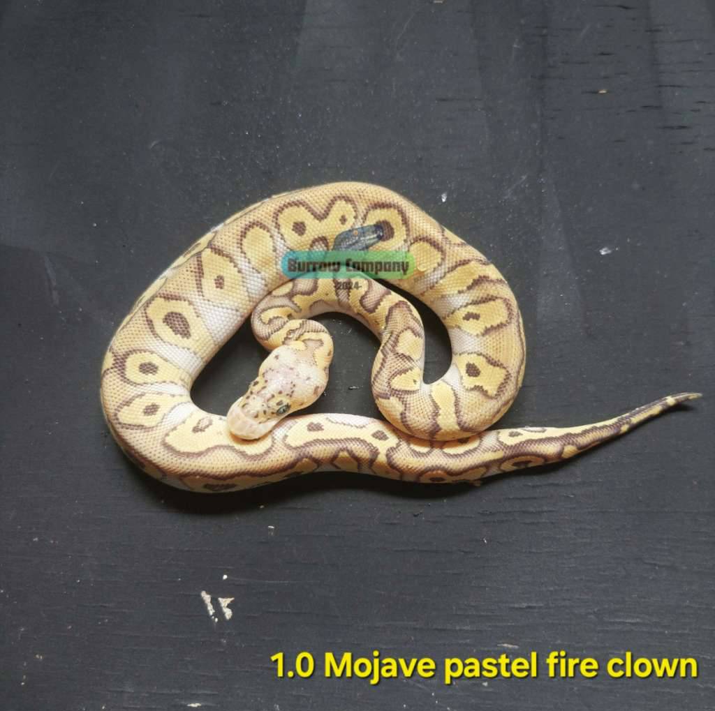 pastel-mojave-fire-clown-6CM93PRRC3