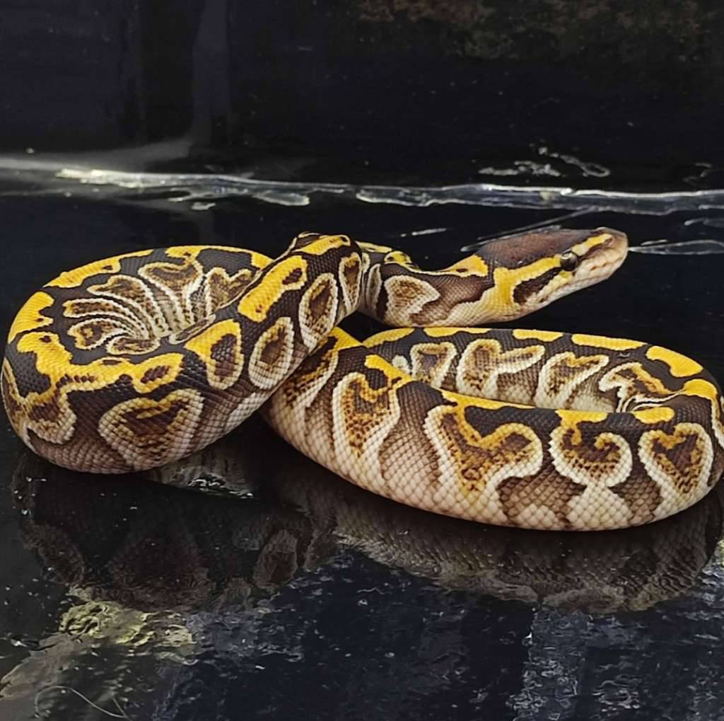 ghi-mocha-50-dh-albino-clown-RKHRZ3NM2Q