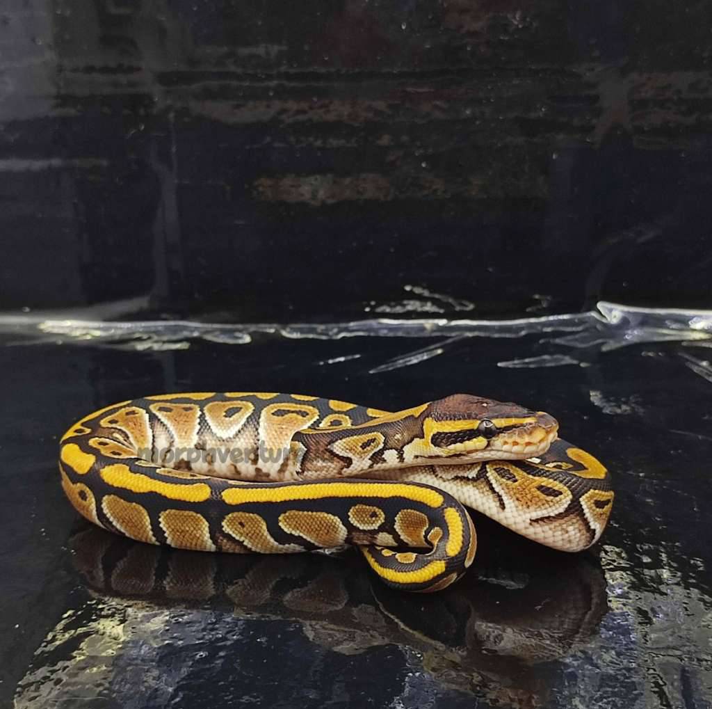 mocha-50-dh-albino-clown-HBDWQVNSTV