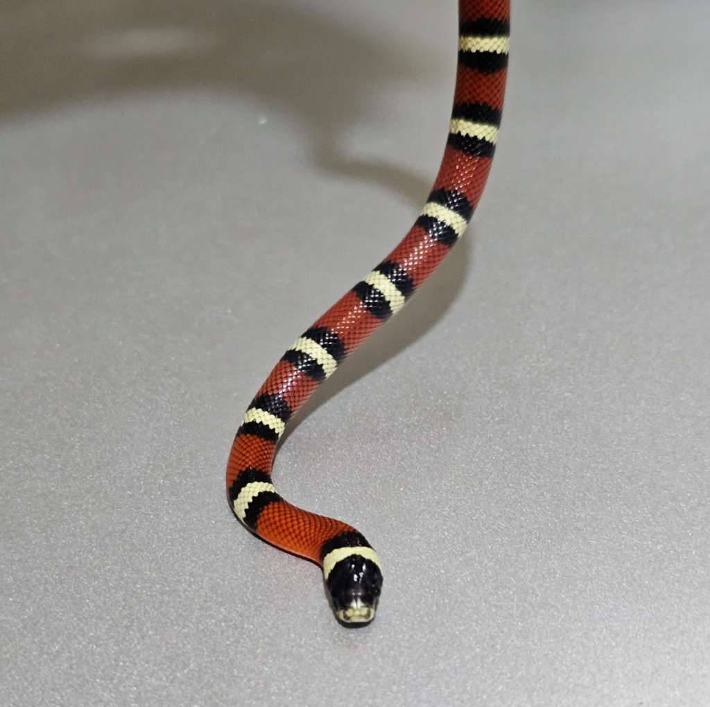 ms-nelsoni-het-albino-YK6R8LGBSH