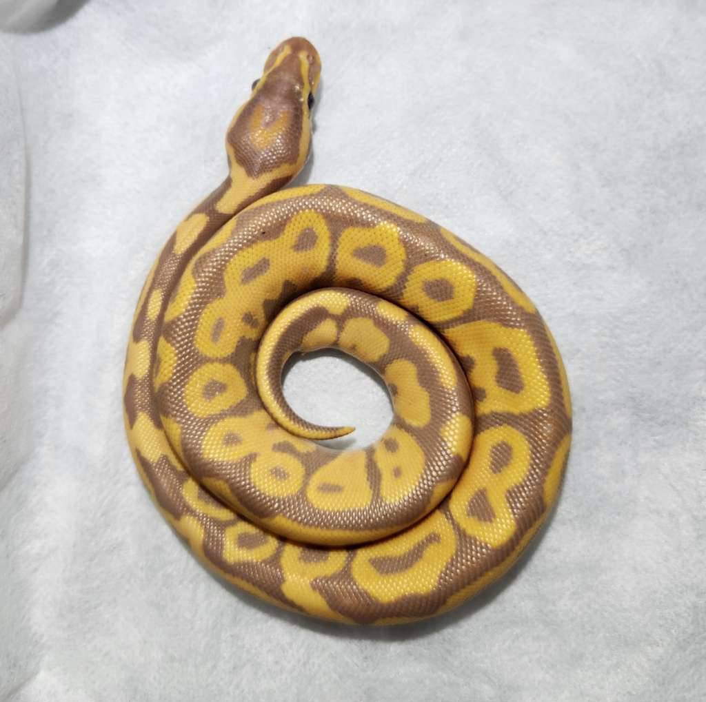 banana-leopard-het-hypo-YKL1LVHRGD