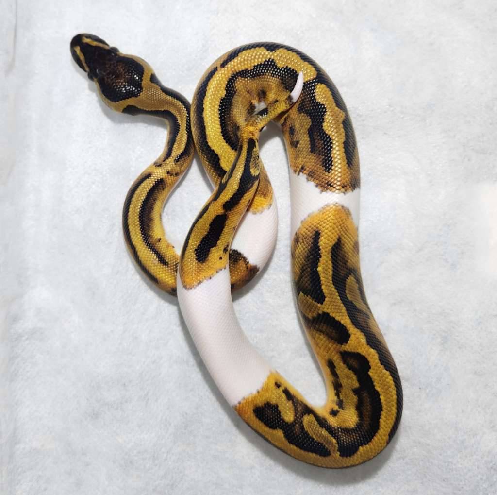 orange-dream-pied-VXIPMUVGD5