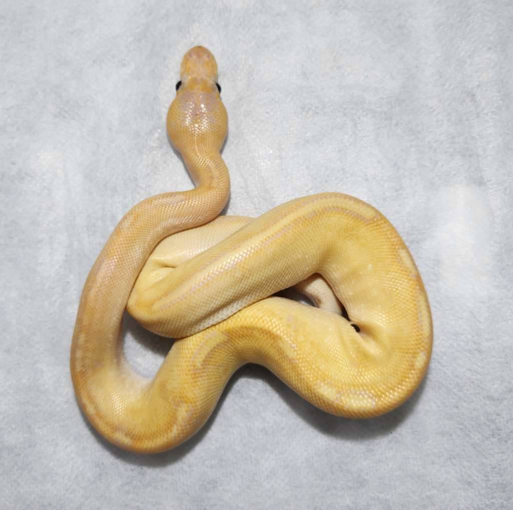 banana-champagne-FDCFQQ912M