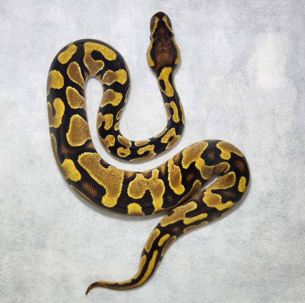 fire-yellow-belly-enchi-het-pied-ph-lavender-O2F3FDOZ83